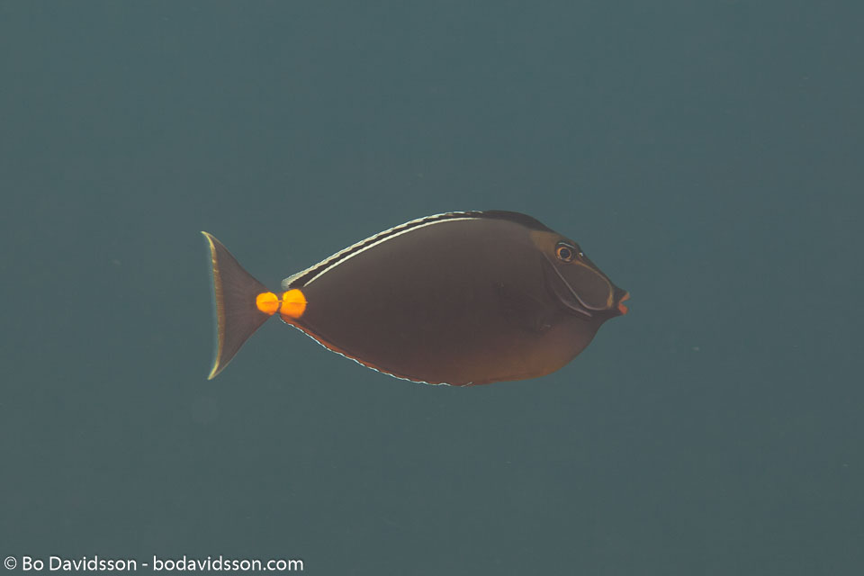 BD-130330-Tulamben-8149-Naso-lituratus-(Forster.-1801)-[Orangespine-unicornfish].jpg